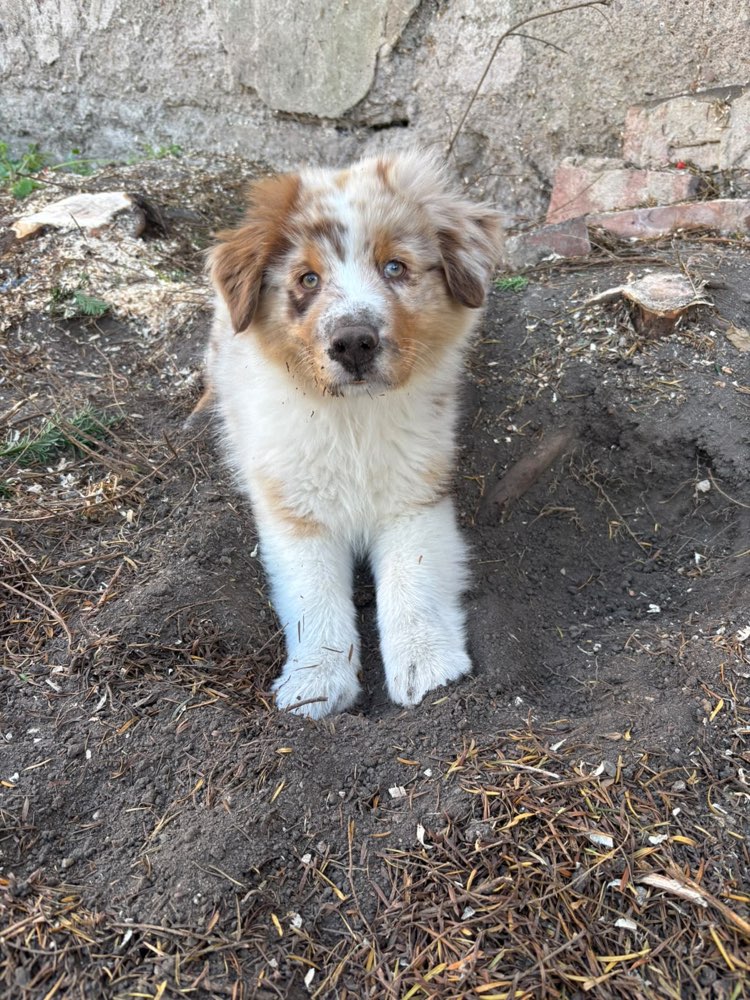 Hundetreffen-🐾 Welpentreffen rund um Staßfurt gesucht 🐶-Profilbild