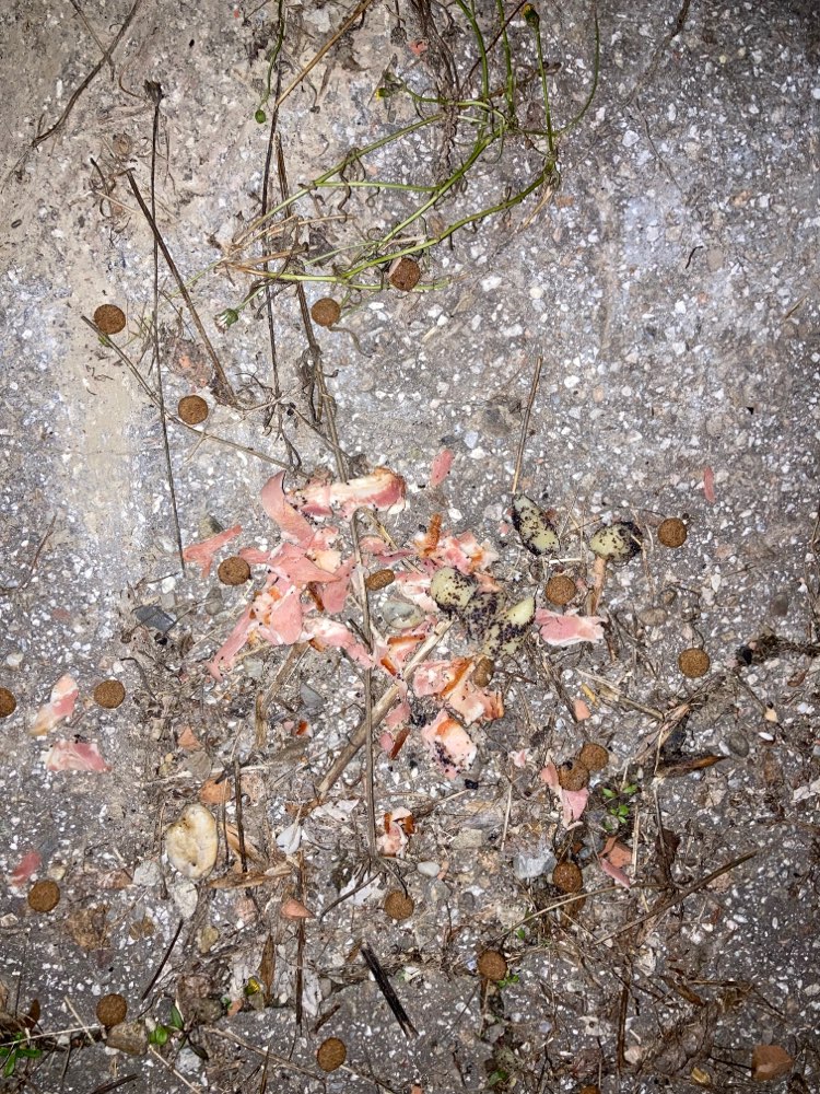 Giftköder-Möglicher Giftköder-Profilbild