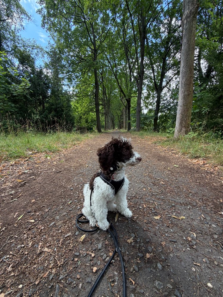 Hundetreffen-Spielrunde oder gemeinsam Gassi gehen-Profilbild