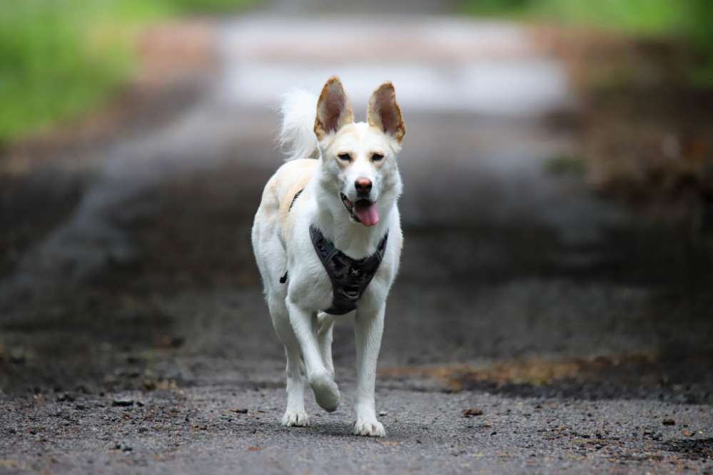 Hundetreffen-Gemeinsame Spaziergänge-Profilbild