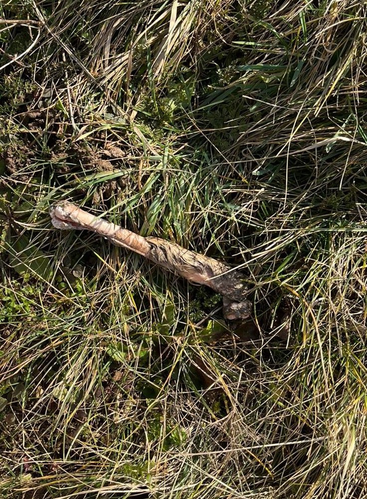 Giftköder-Gebein/ Knochen (Säugetier)-Profilbild