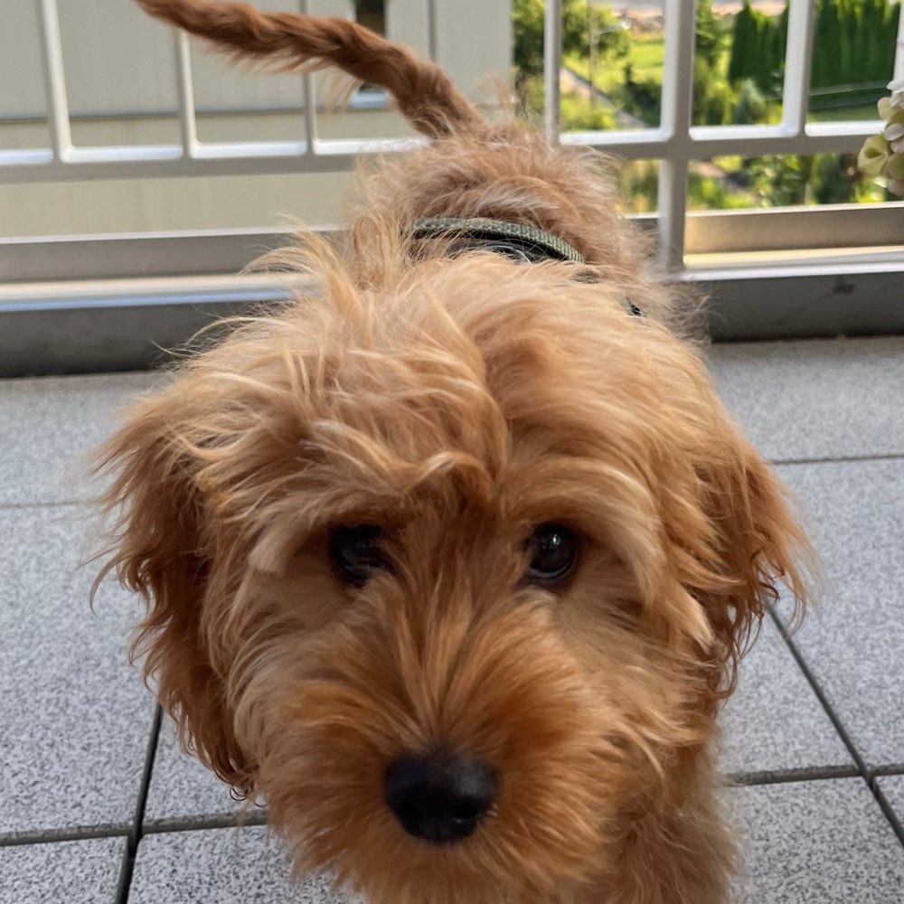 Hundetreffen-Gassi und Spielrunde 🐾☀️-Profilbild