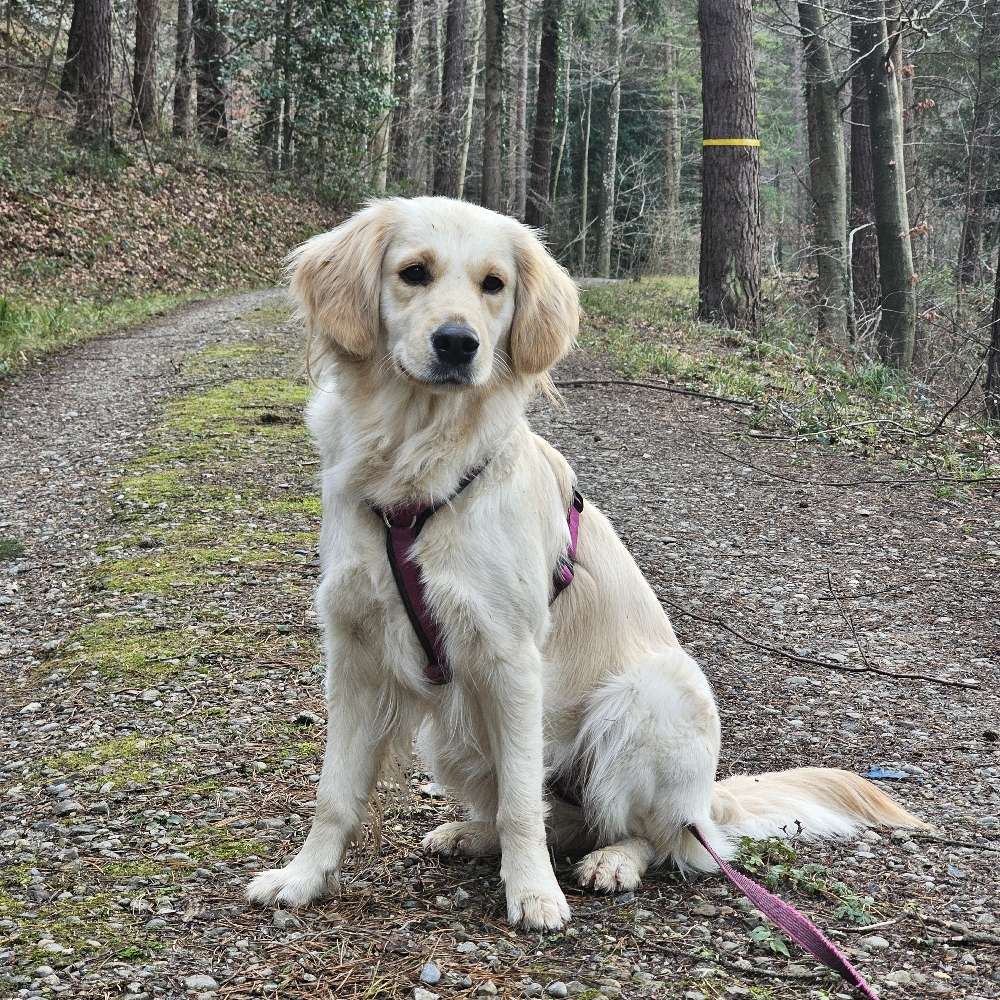 Hundetreffen-Spiel & Spass beim spazieren-Profilbild