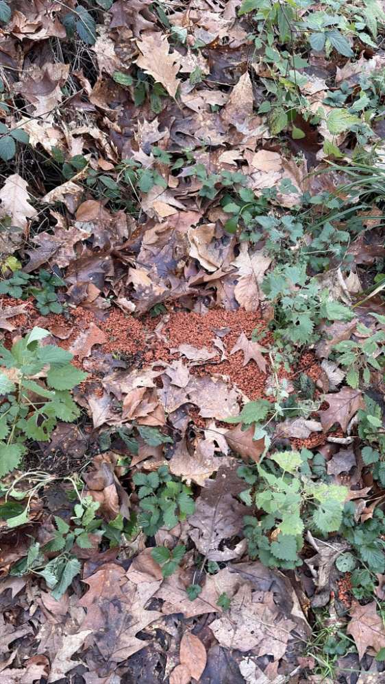 Giftköder-Anscheinend Rattengift-Profilbild