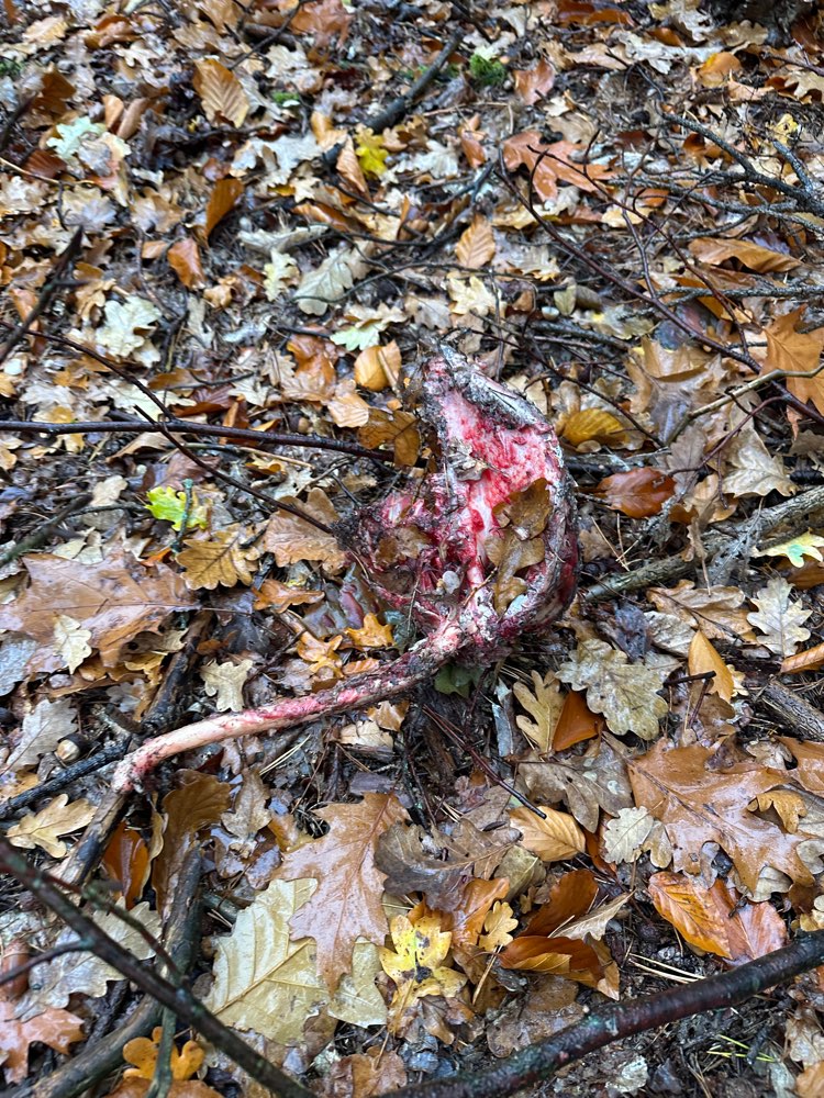 Giftköder-Überreste einer Gans! Herr Wolf ist da!-Profilbild