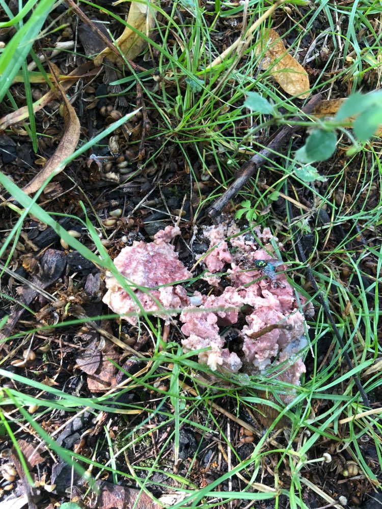 Giftköder-Fleischige Masse im Aschrottpark!-Profilbild
