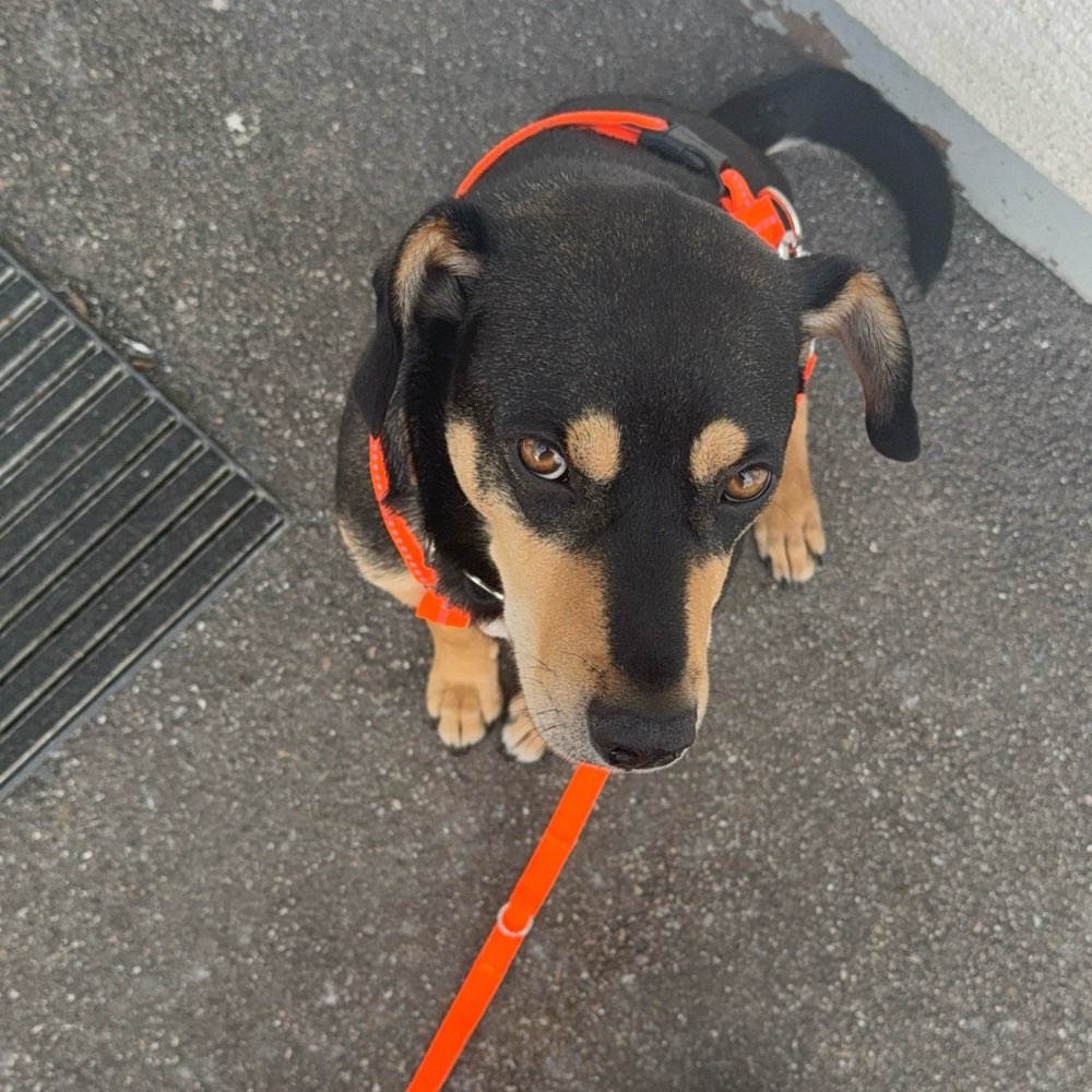 Hundetreffen-Schnupperstunde Suchhundetraining-Profilbild
