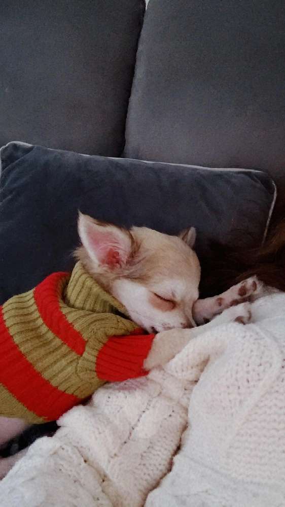 Hundetreffen-Suchen kleine Spielgefährten 🐾-Profilbild