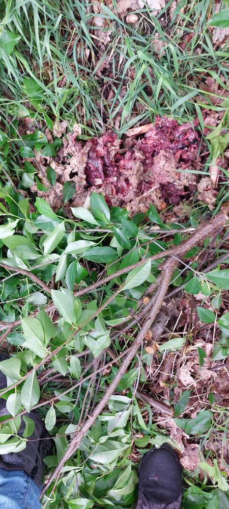 Giftköder-Knochen ,Innereien-Profilbild