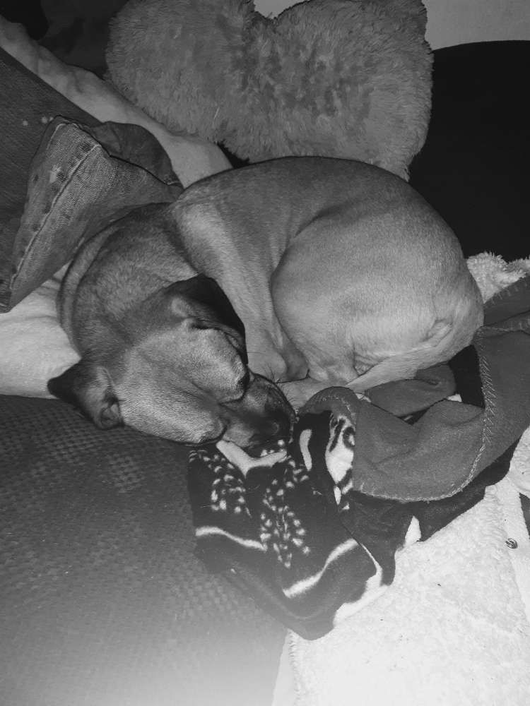 Hundetreffen-Andere Puggle und ihre Eltern kennenlernen in Chemnitz und Umgebung ❗❓❗-Profilbild