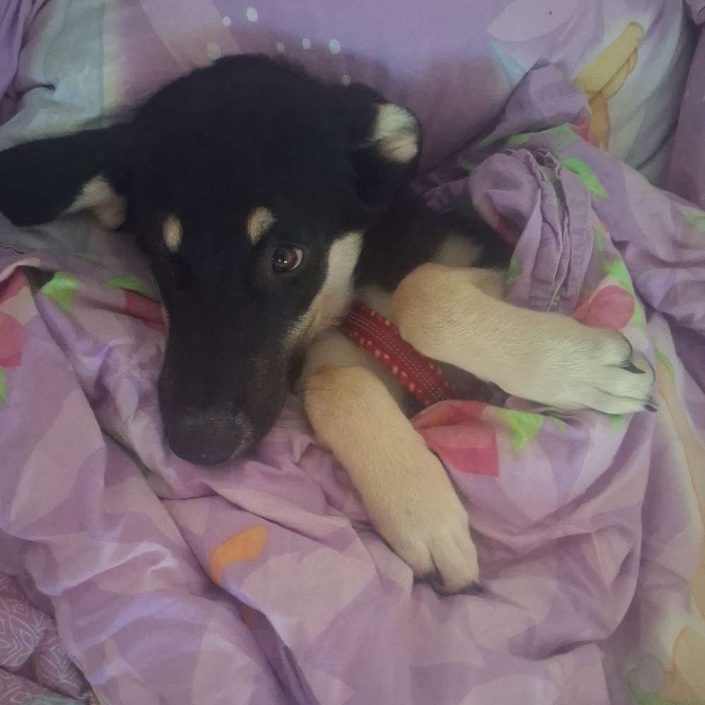 Hundetreffen-Welpen treffen-Profilbild