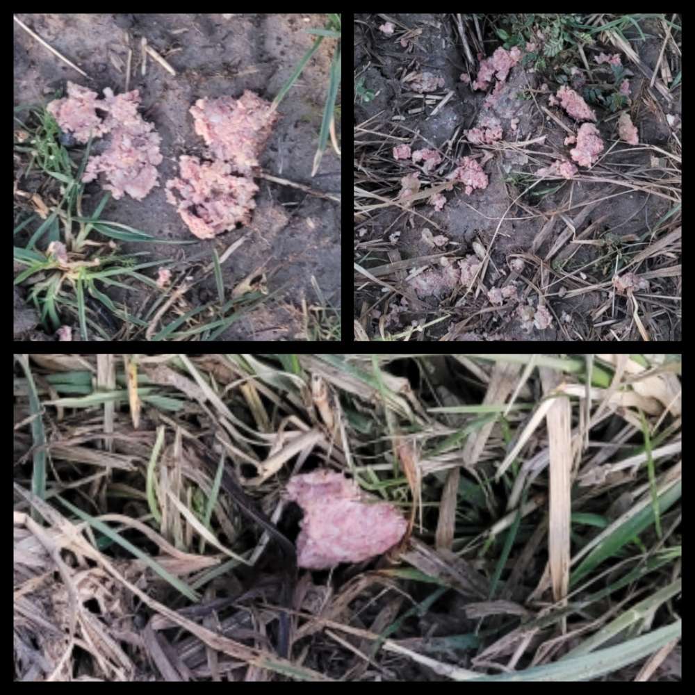 Giftköder-Dosenfutter/Köder-Profilbild