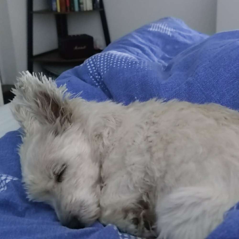 Hundetreffen-Spazieren gehen-Profilbild