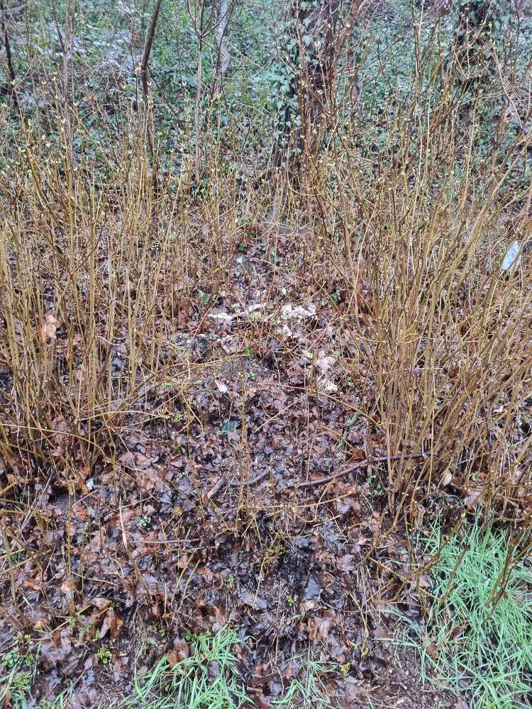 Giftköder-Knochen-Profilbild