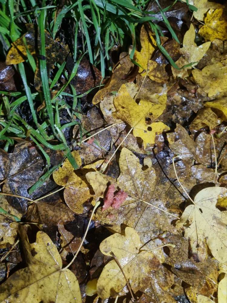 Giftköder-Mett/Hackfleisch mit gelben Kügelchen-Profilbild