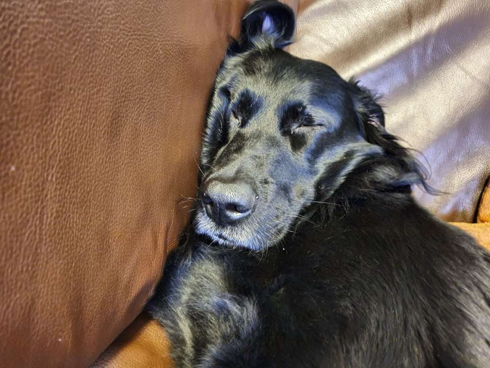 Hundetreffen-SPIELPARTNER-Profilbild