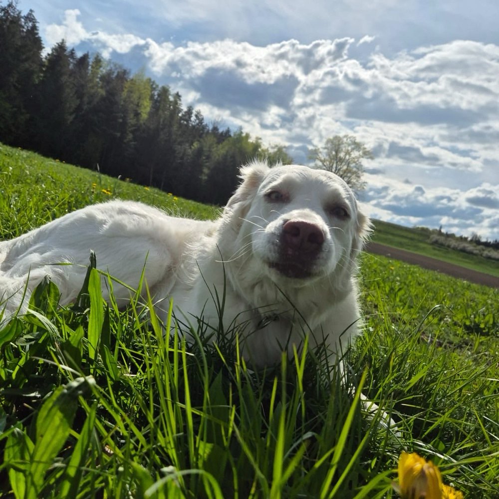 Hundetreffen-Gemeinsame Spaziergänge/Spielpläusche-Profilbild