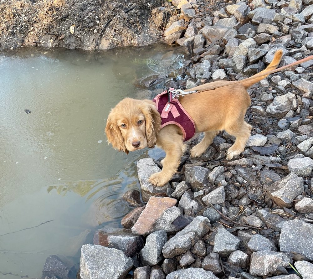 Hundetreffen-Welpentreffen in ,um Markkleeberg-Profilbild