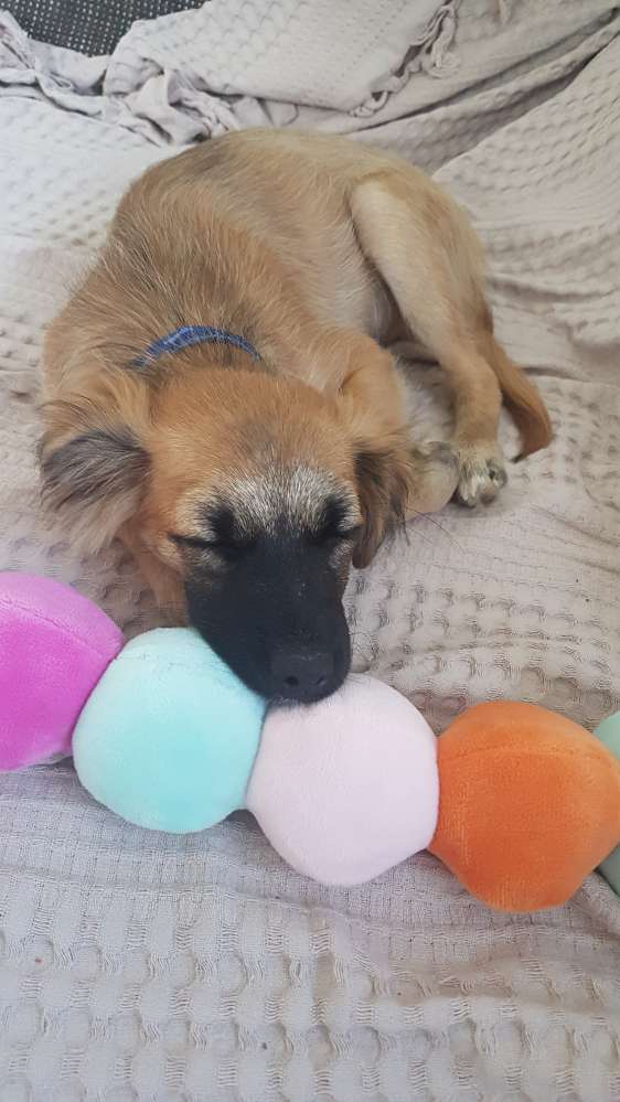 Hundetreffen-Welpen/ Hundetreff-Profilbild