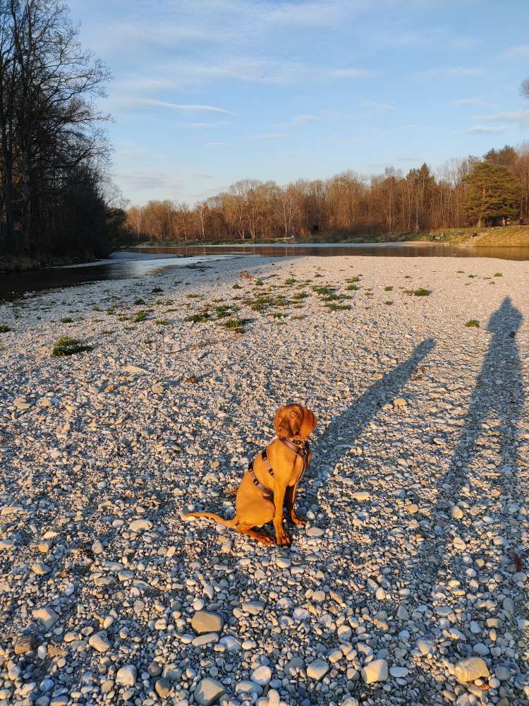 Hundetreffen-Gassirunde für aktive Hunde an der Isar-Profilbild