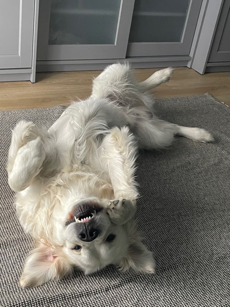 Hundetreffen-Suche Hunde Kumpel zum spielen-Profilbild