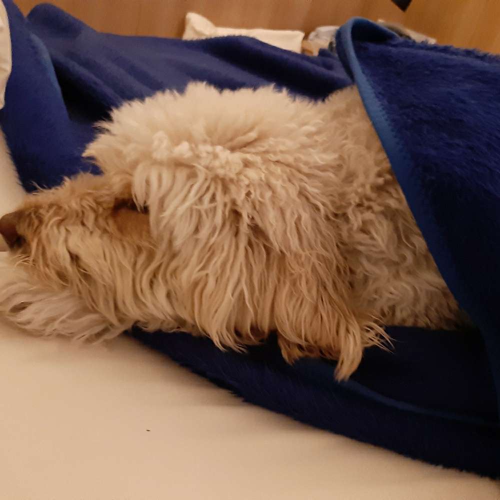 Giftköder-Futterdose mit Pulver-Profilbild