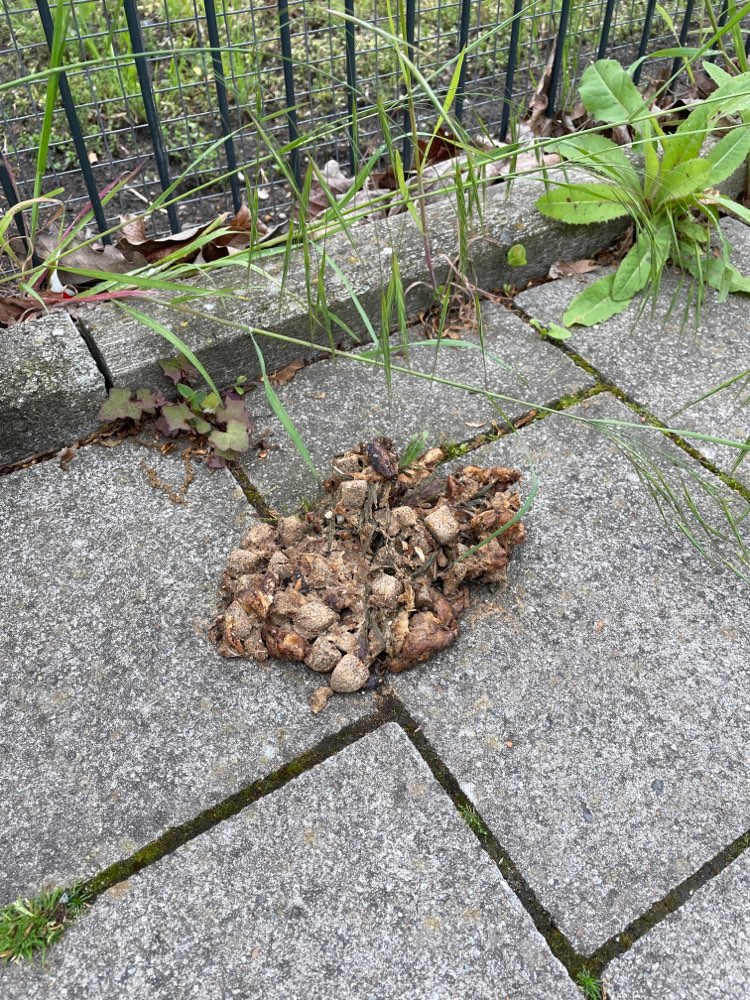 Giftköder-Potentieller Giftköder-Profilbild