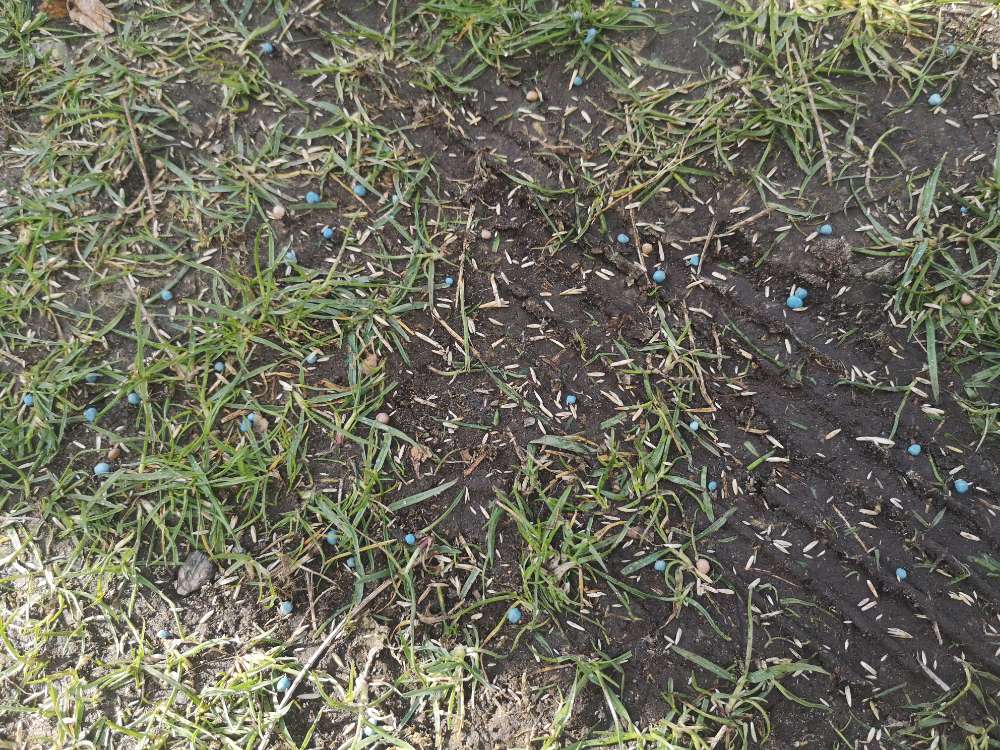 Giftköder-Großflächig Blaukorn Dünger am Domplatz-Profilbild