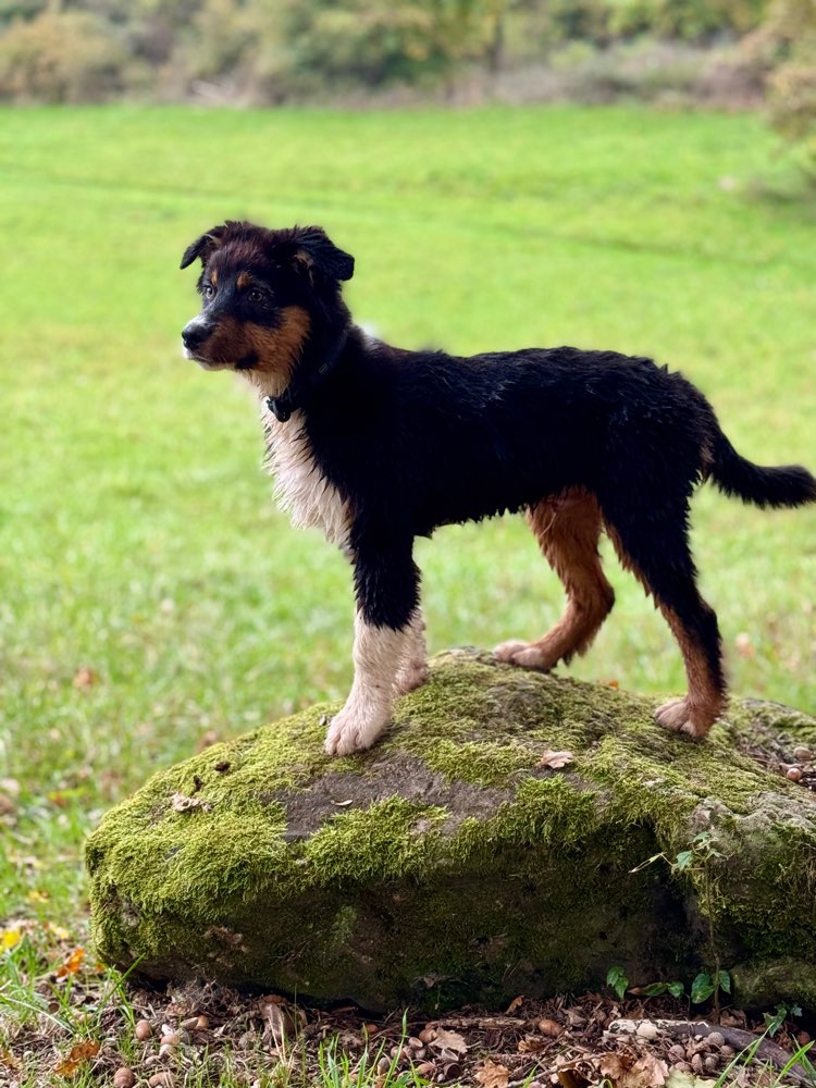 Hundetreffen-Junghund sucht Kontakt zu Artgenossen-Profilbild
