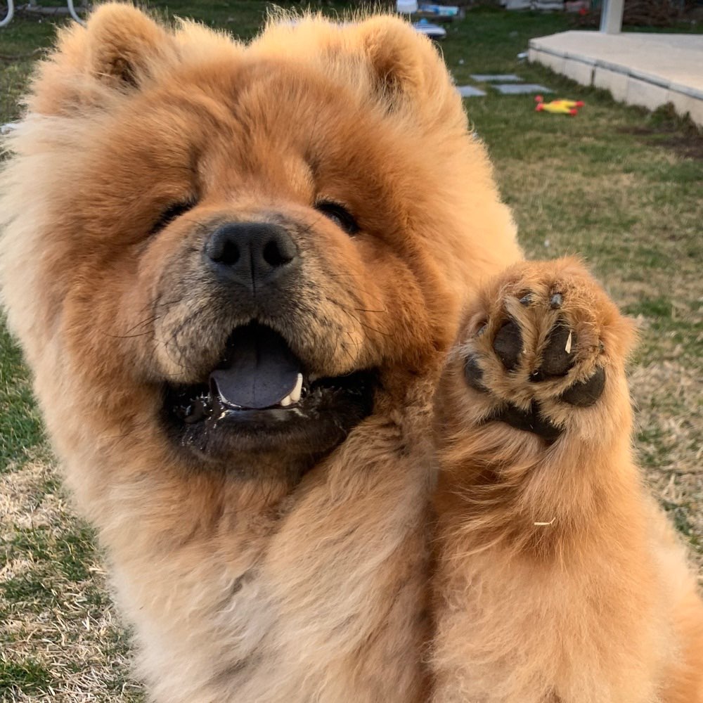 Hundetreffen-Spaziergang im Donaupark-Profilbild