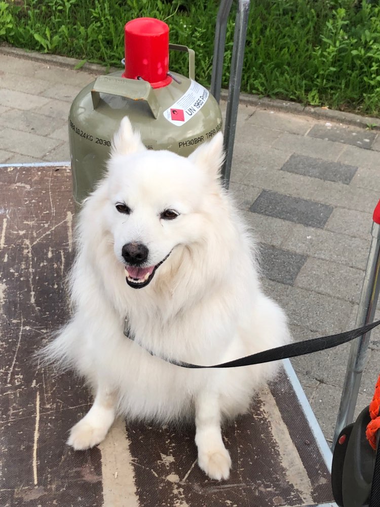 Hundetreffen-Spielen mit Freedward-Profilbild