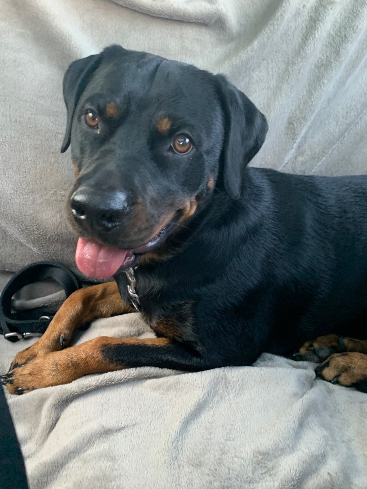 Hundetreffen-Spielspaß-Profilbild