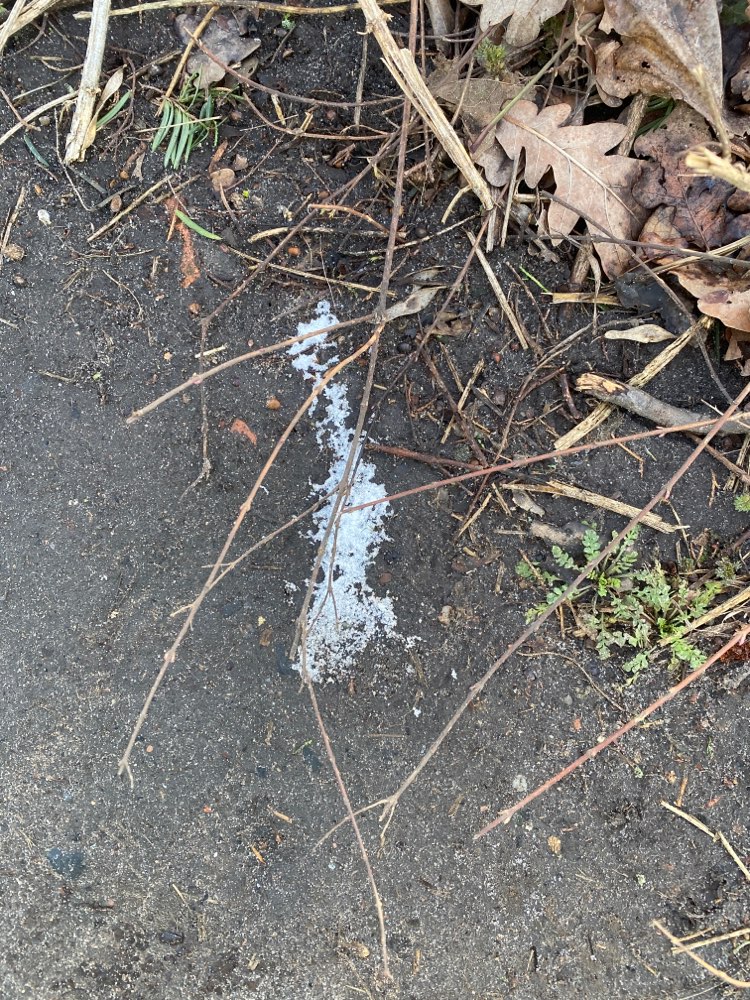 Giftköder-Erneut weißes Pulver-Profilbild