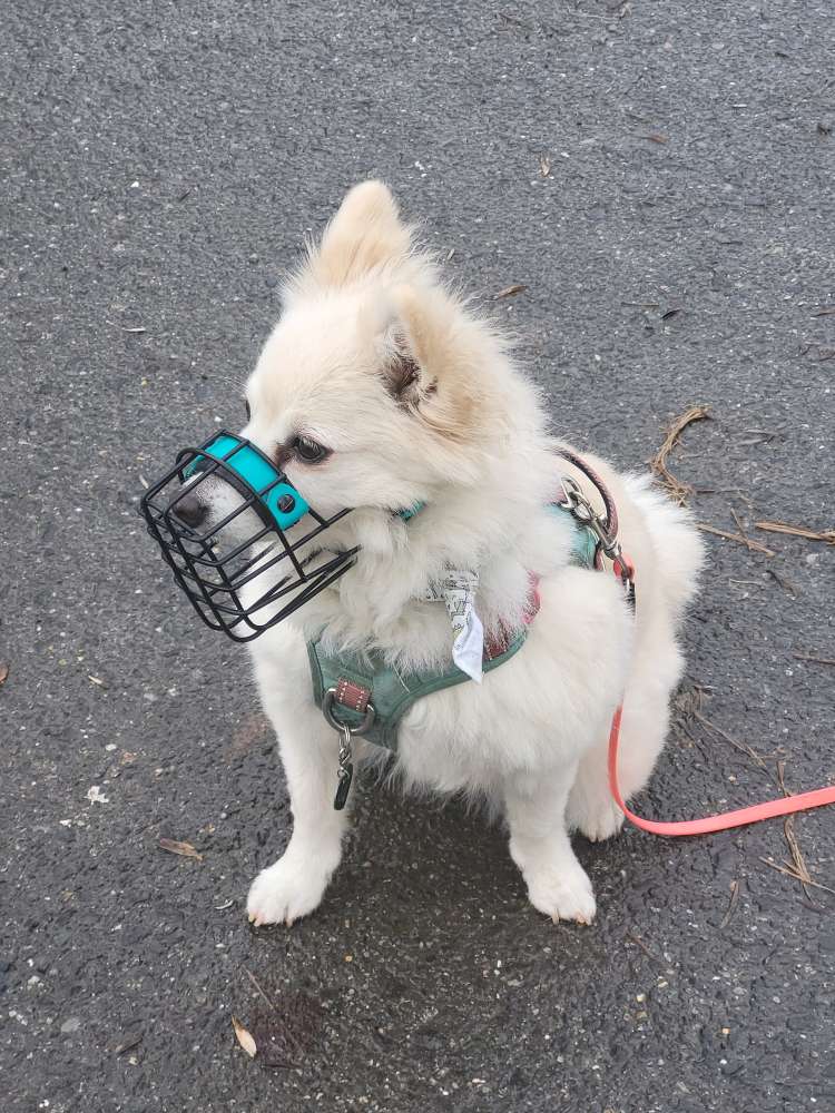 Hundetreffen-Sozialisierungs-Spaziergang-Profilbild