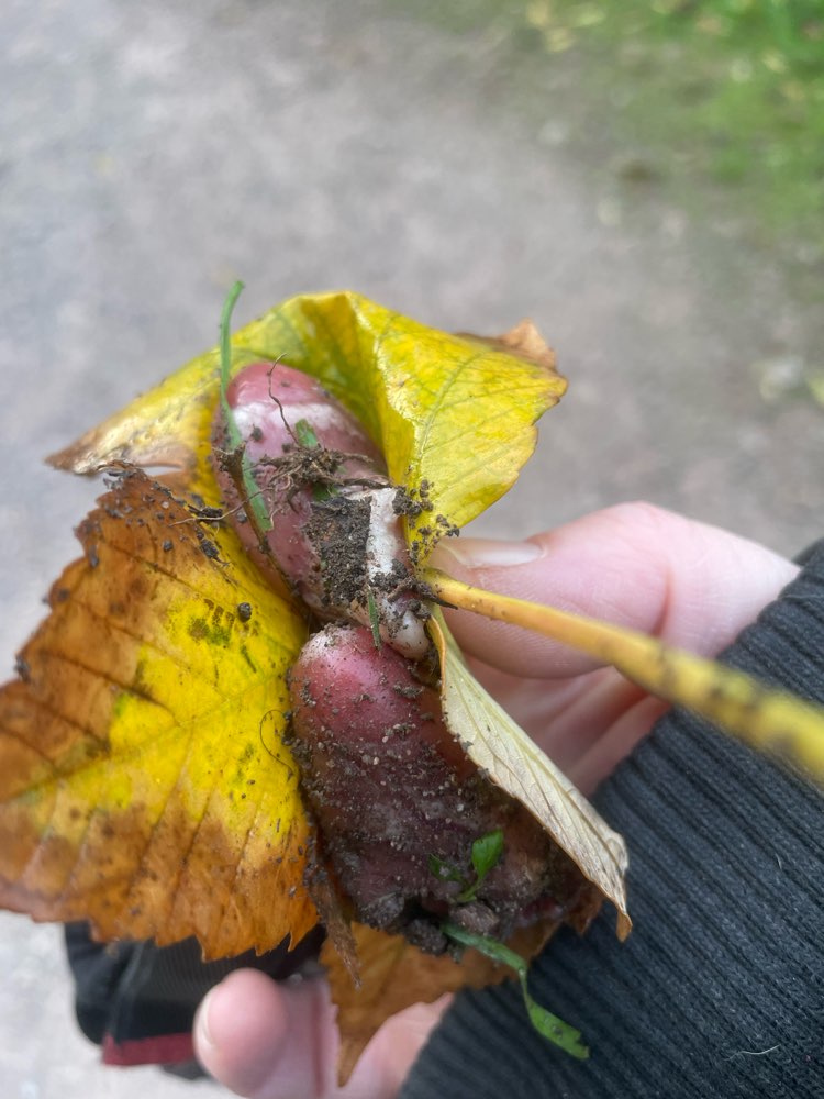 Giftköder-Lebensmittel, u. a. Frischfleisch-Profilbild