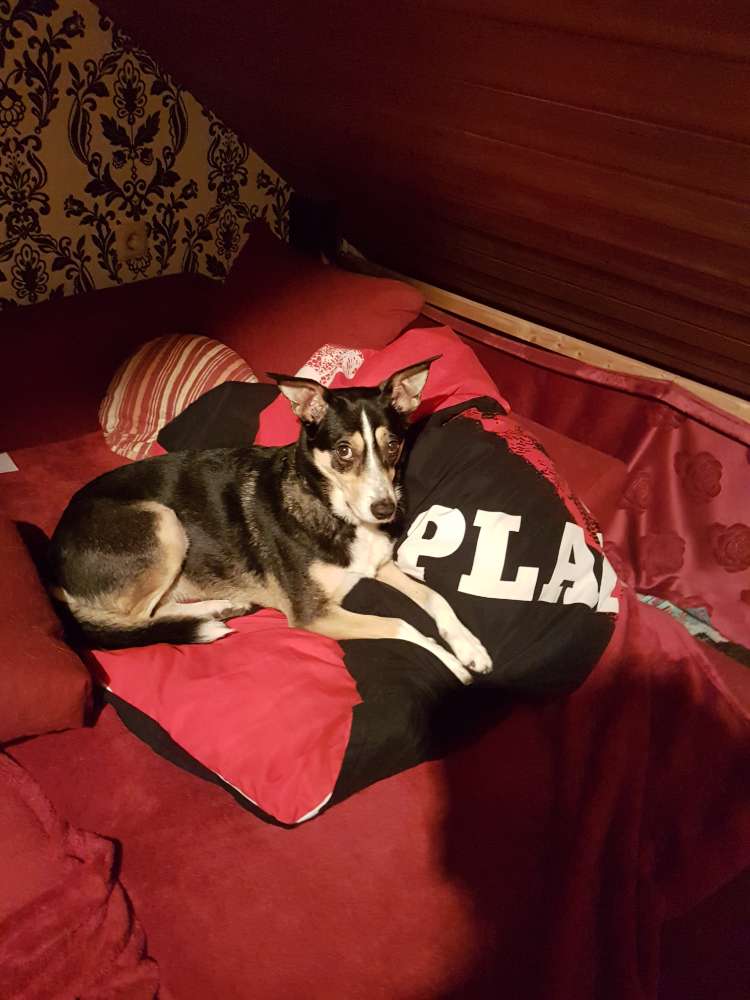 Hundetreffen-Hunde kontakt üben-Profilbild