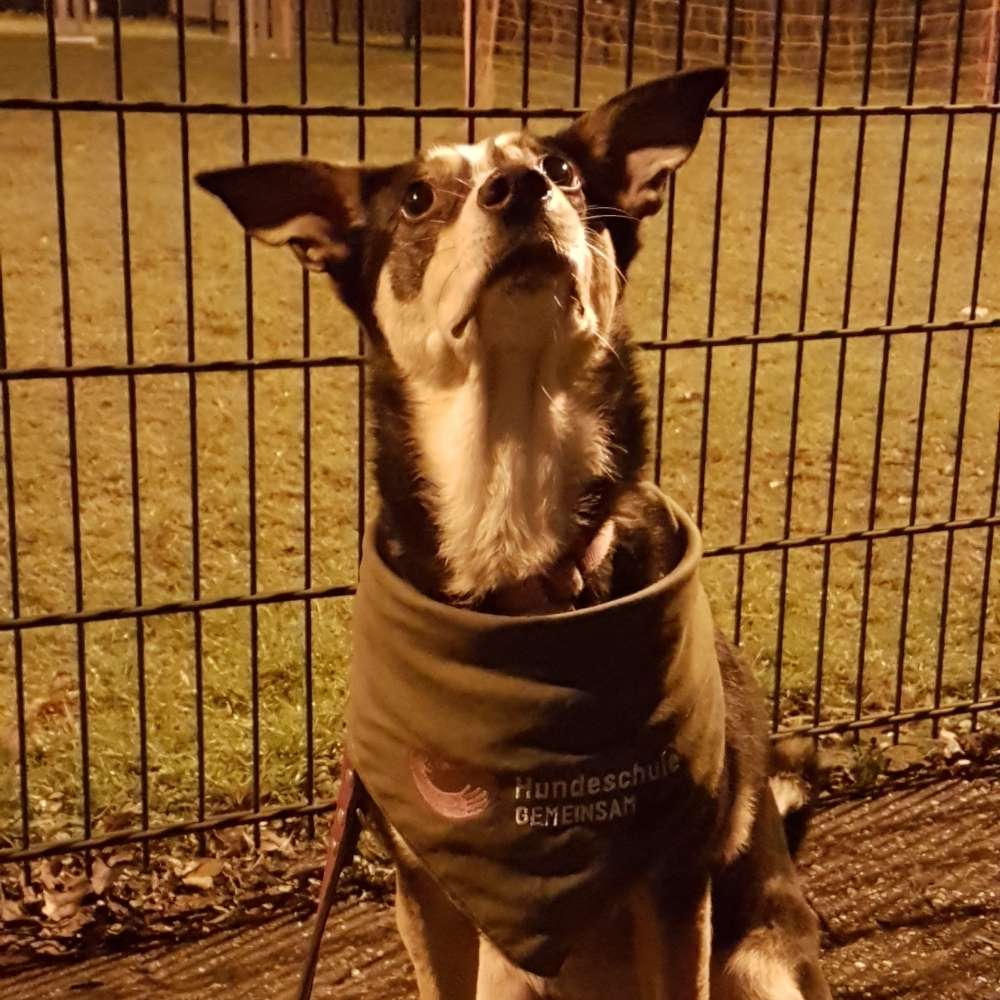 Hundetreffen-Freunde finden-Profilbild