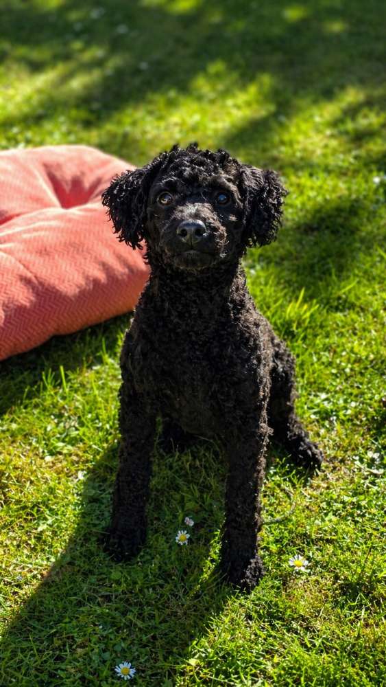 Hundetreffen-Wirbelwind gesucht-Profilbild