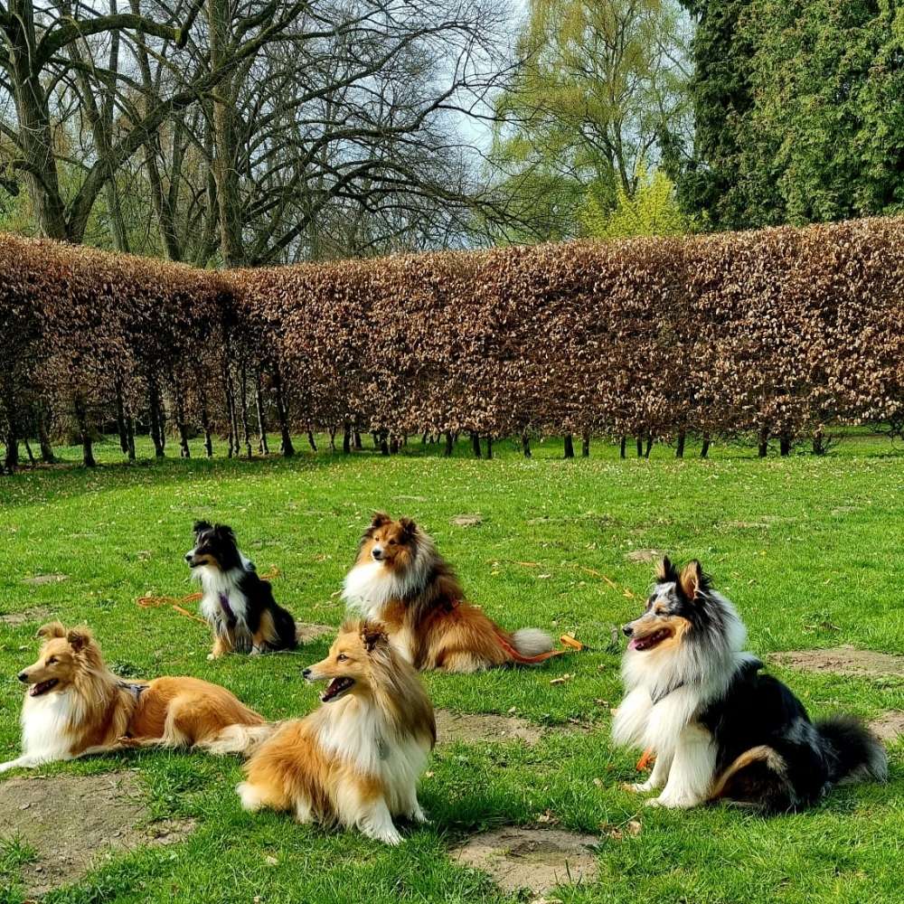 Hundetreffen-Sheltie Treffen 23.05 Stadtpark Hamburg-Profilbild