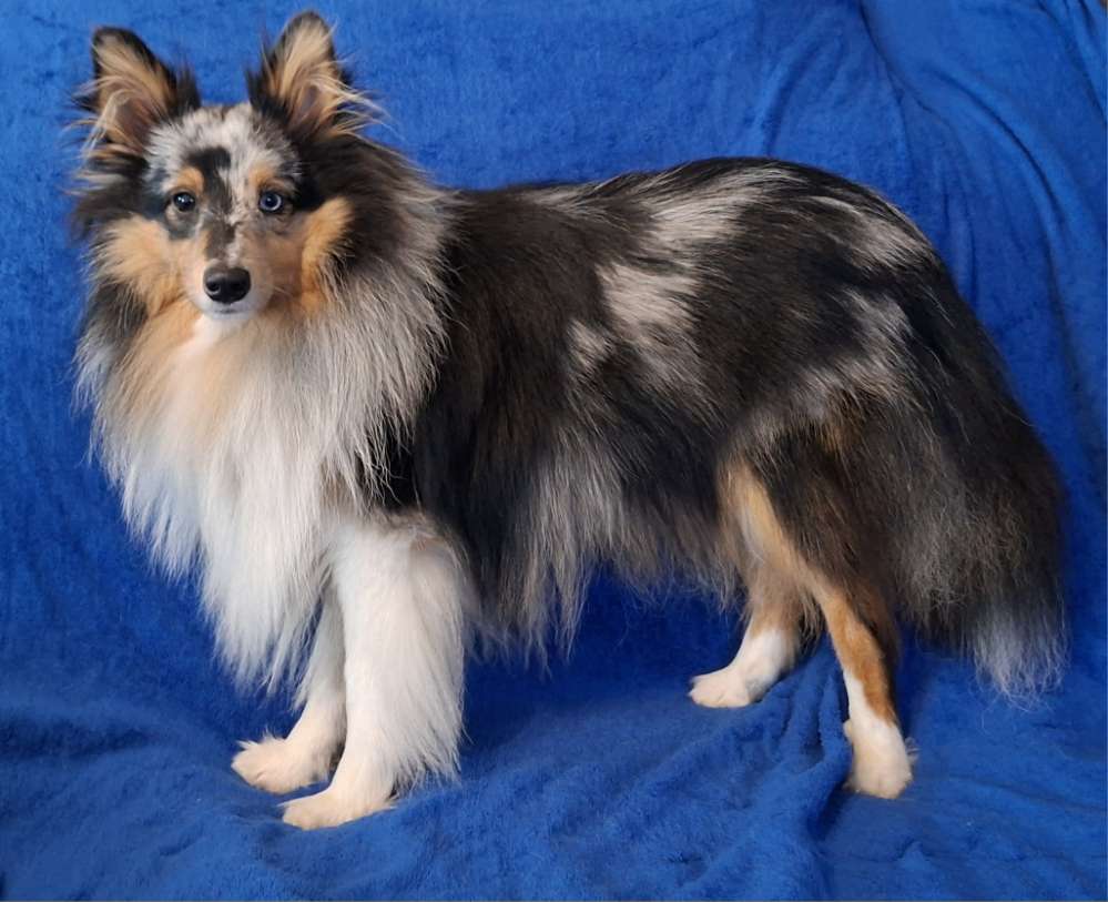 Blue merle Portraits Banner