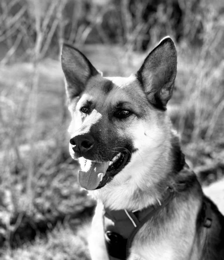 Hundetreffen-Hundespielkamerad gesucht-Profilbild