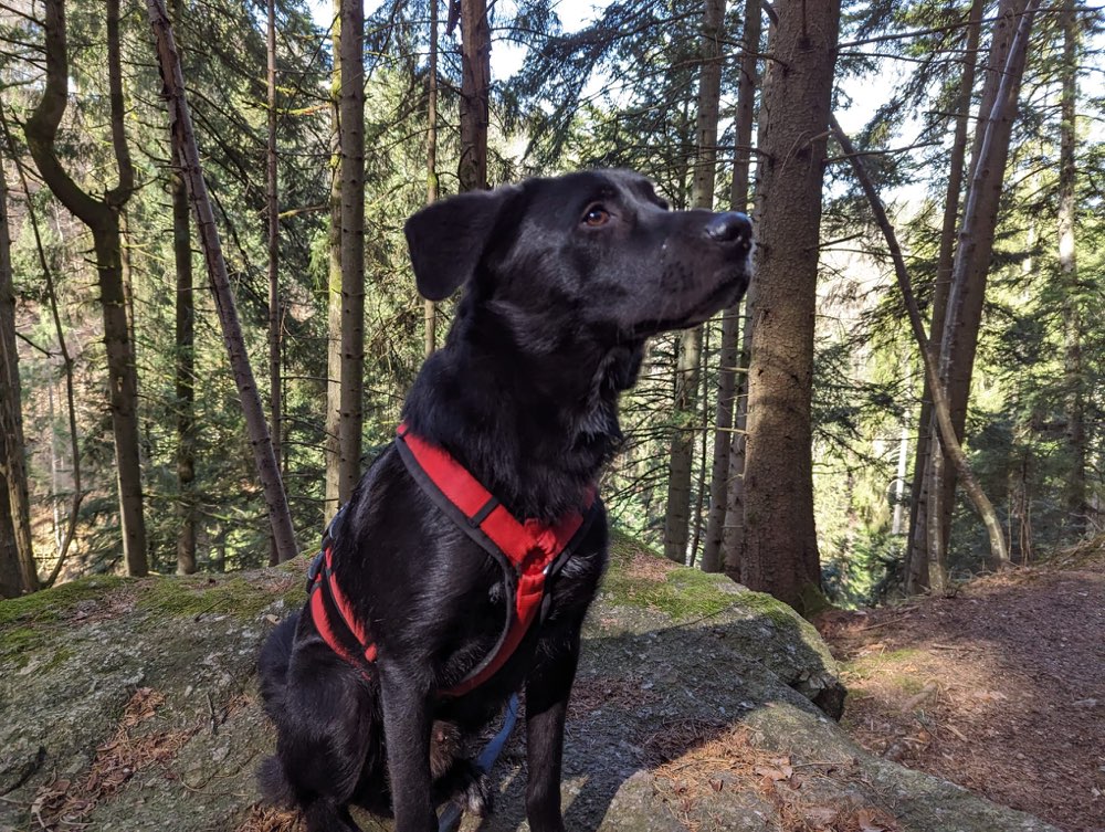 Hundetreffen-Trainingspartner / Social Walk-Profilbild