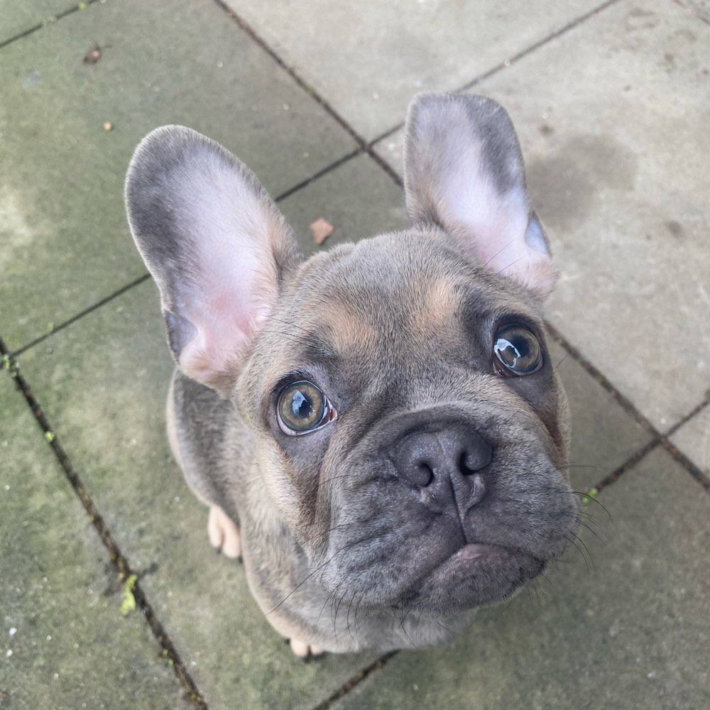 Hundetreffen-Gassi-, und Spielfreunde gesucht🐾-Profilbild