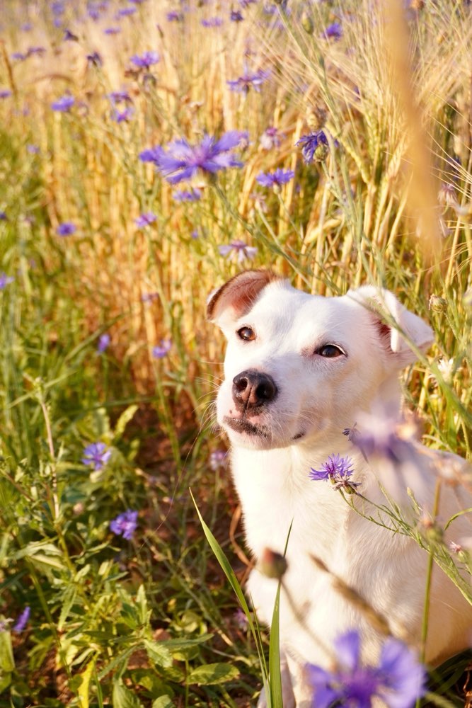 Hundetreffen-Betreuung gesucht-Profilbild