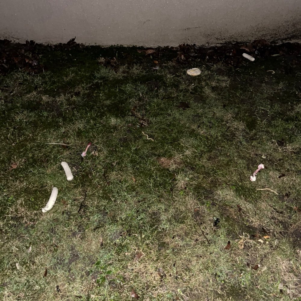 Giftköder-Würste und Knochen vom Tier-Profilbild