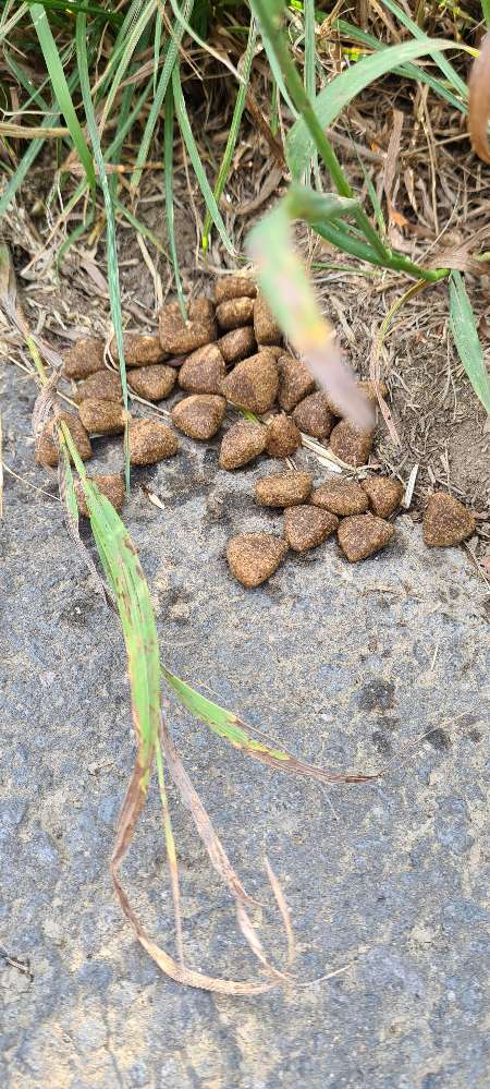 Giftköder-Hundefutter evtl. Mit Gift-Profilbild