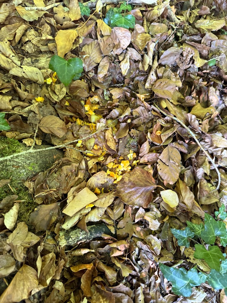 Giftköder-Achtung Giftköder-Profilbild