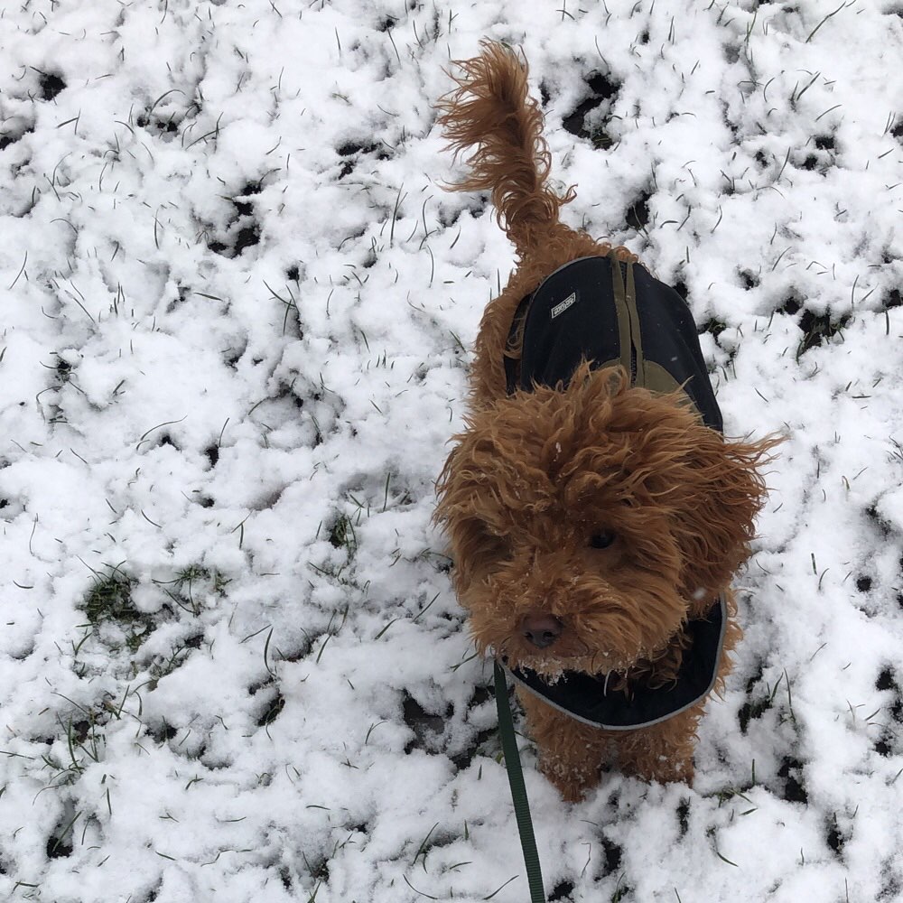 Hundetreffen-Spielrunden / Spaziergang Wedding-Profilbild