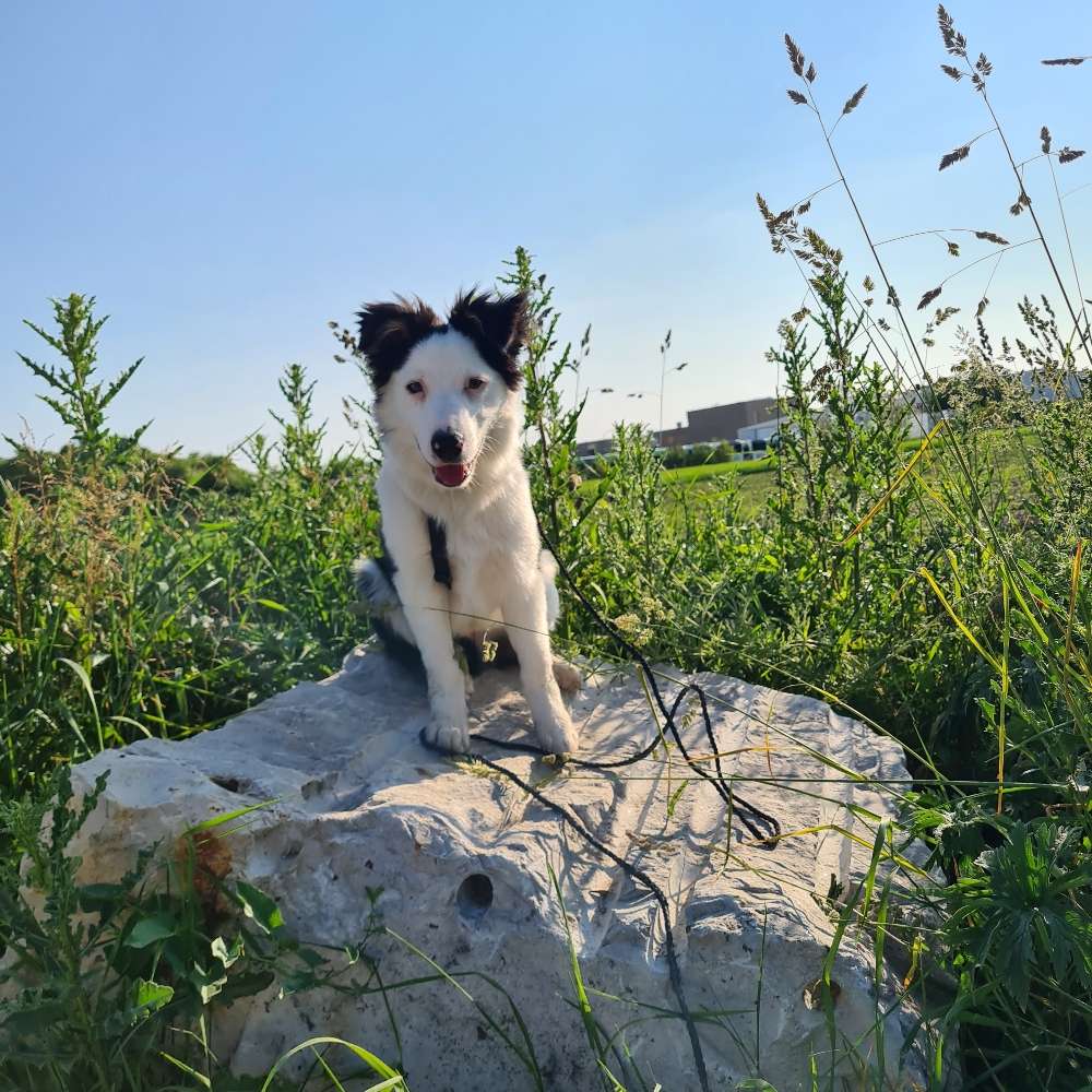 Hundetreffen-Junghund treff-Profilbild
