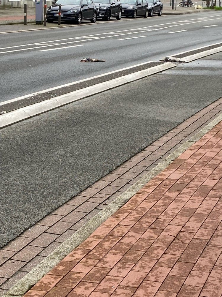 Giftköder-Tote Ente auf der Straße/am Wall-Profilbild